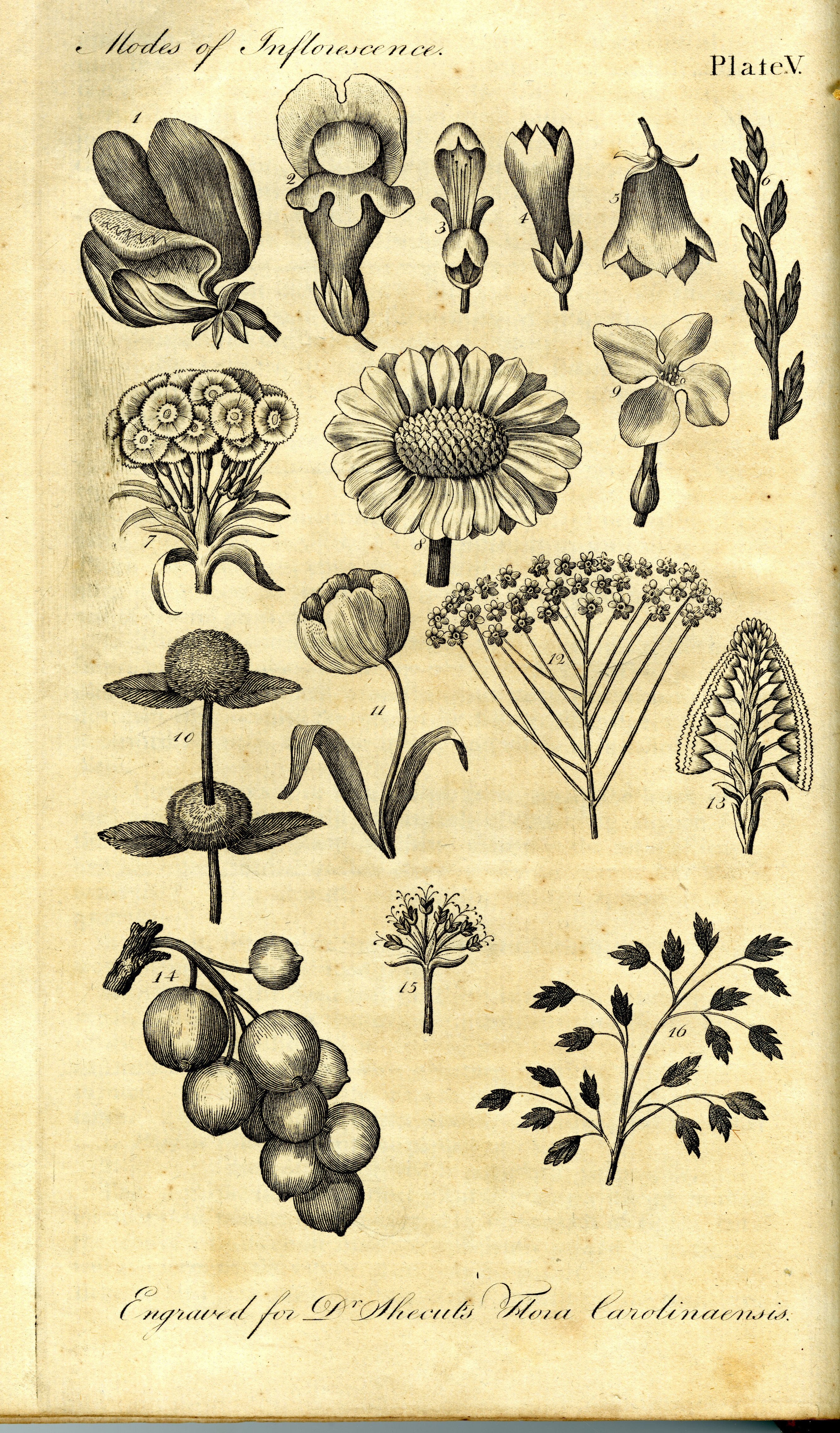 Flora Carolinæaensis by John L.E.W. Shecut